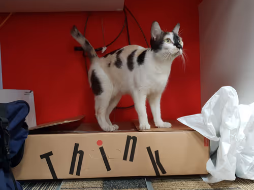Item #4288425816850412592890373196149808448656450564613817151279728676725048999937 Media