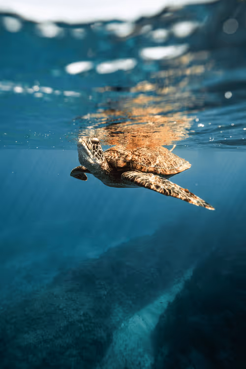 Item #99926930229538675438917090631619995362212113699001151744757174474926316322916 Media