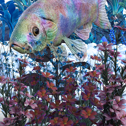 Koi Korn VUgT9bY8Lc