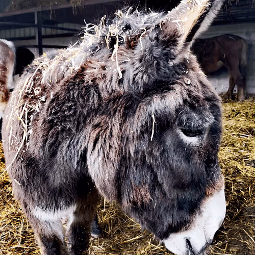 Animality