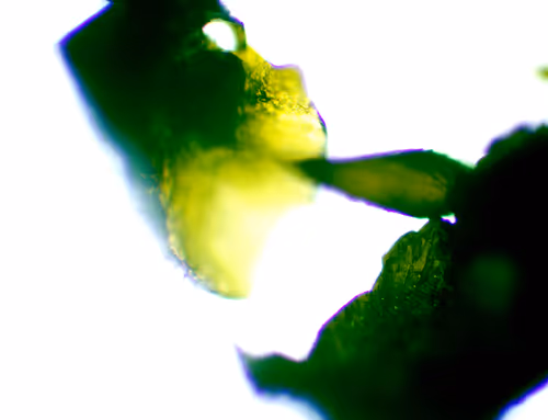 Item #71646257518770613568983710813551014237803002136866425209291833918541935935489 Media