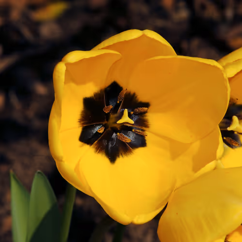 Item #43207901931937523229026562993049456947938366137062832064513938582373830492161 Media