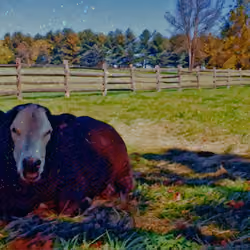 Crypto_Cow #1