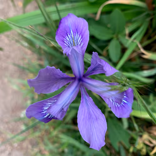 Item #81393590591900820048764161252744971355919767669927954307435201796990864195585 Media