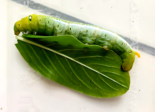 Item #48626926253178209248221574230900298417902393901196969408260061719341039616001 Media