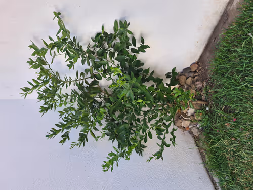 Item #54426110415338672710501780627142525894538936754242872763845873270762575495169 Media