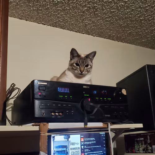 AudioCats