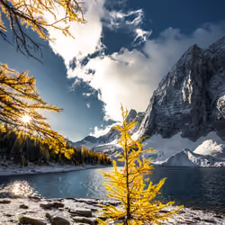 Golden Larix