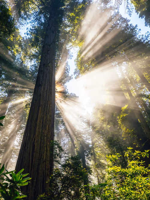 Item #99379921276153973634104125152908526548510783699959858376338453571106058010625 Media