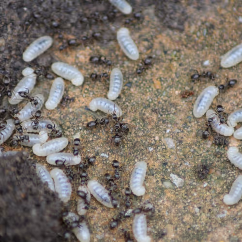 51124555051901614330264480006545612592022390906904121289505624523925817917441