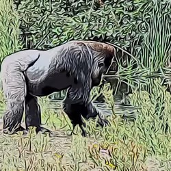 Gorilla gorilla gorilla!