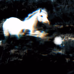 Horse Day