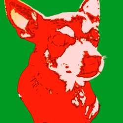 Chihuahua Leo #4