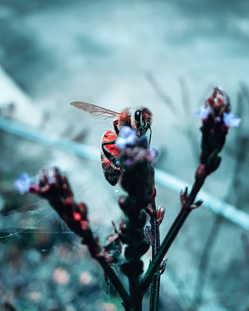 Item #15557167787340219867977035948056254787468183947261663805165421153681814847489 Media