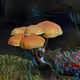 Mushroom #98