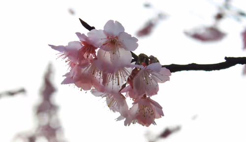 Item #88341892428238457671163359138931352612055705478125639874456303484124849504257 Media