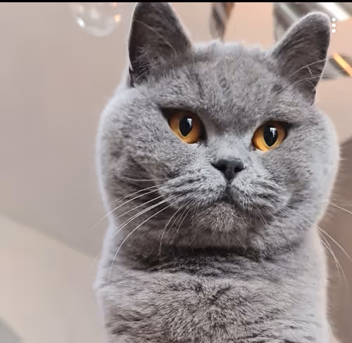 Item #50378249515192140596651097190490243462828899571090436609561503707292214755329 Media