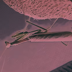 California mantis