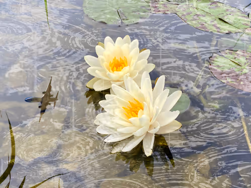 Item #71093819219730665088693098251406576024853077529955247823713161399133026648065 Media