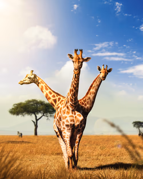 Item #106988062429929372675833834108051150195153636584817823885000792312865211023361 Media