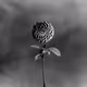90999305226838599018133882989910225482754780026963869423783456906924961824769