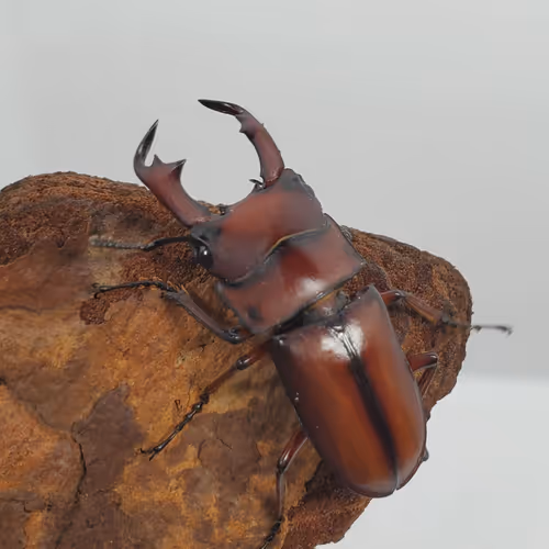 Item #2846893736148873774746802631495866819654136602576950046920721057975193567234 Media