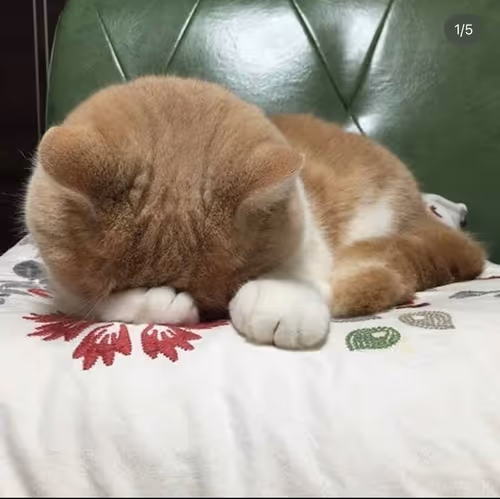 Item #506614017608188570824604822011872825915664813029036437365082827547247378433 Media