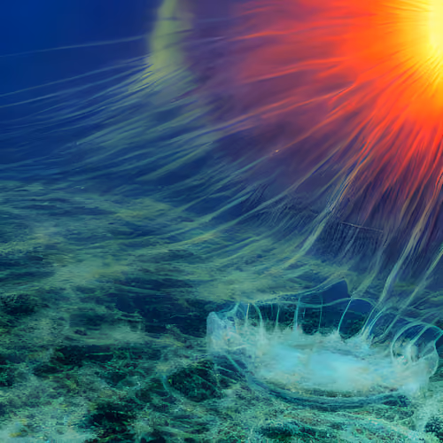 jellyfish #28
