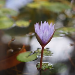 Lotus no.2