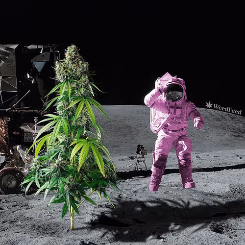 Weed Feed
