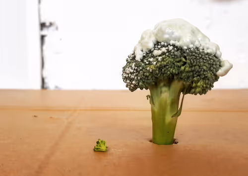 Item #11434277277863238458550682991634538915703442847405156482380966910385784356865 Media