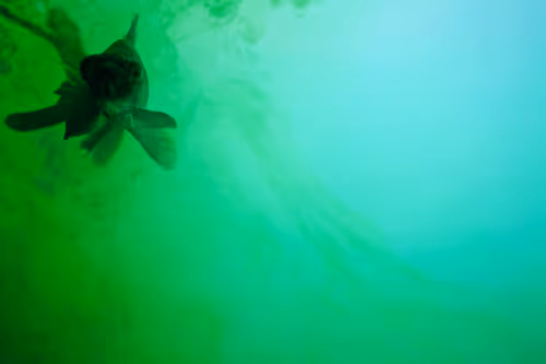 Item #101713277105975589639880448454091243544280285560533982294413790926579825639434 Media