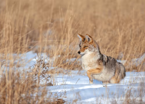 Wildlife Captures