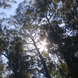  Ibirapuera park in São Paulo.