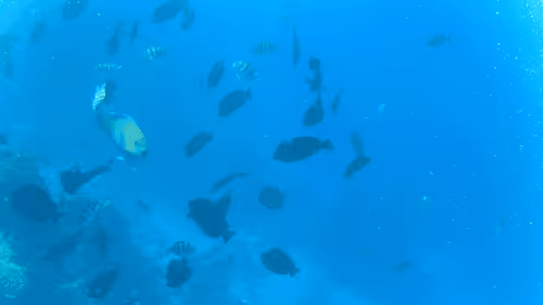 Item #32522392328516293709208538786472574869311995244495637720412795703625426927621 Media