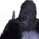 74209551846263907639858515448541998672593987596076838134067599330026203381761