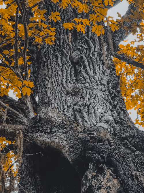 Item #31788909356613404137048829070137069187400346678612286943977180899354381123585 Media