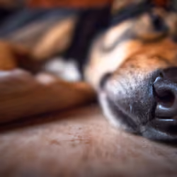 Snouts-04