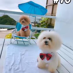 Silo and Didi #16