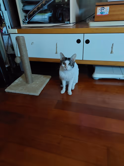 Item #99936926881834722245494880846447902772970396691943269501904837342892837044225 Media