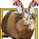 11956811942635422927171460162610099694714344402587762652016437320789251850241