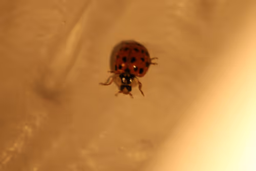 Item #51124555051901614330264480006545612592022390906904121289505624543717027217409 Media