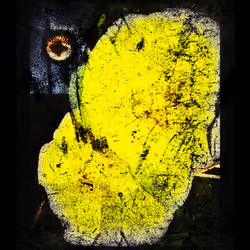 Yellow Poppy