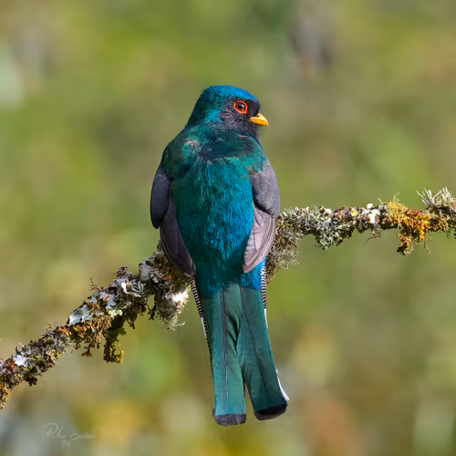 Item #76723362783280478533997952640177478162370392864243199552253501743693748502529 Media