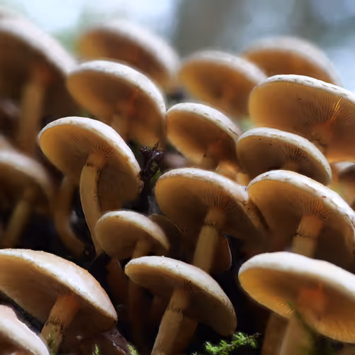 Realfungi