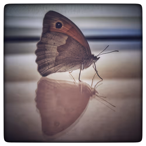 Item #115063816418514951154258762127288984100481774672699272562835740821959898824705 Media