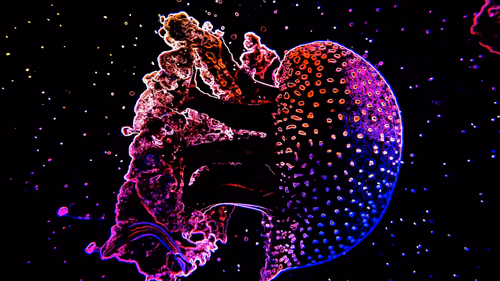 Item #44700177556079130579027571864789921161109844202338692374214745871162359676935 Media