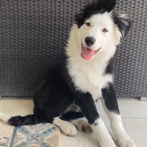 LEO