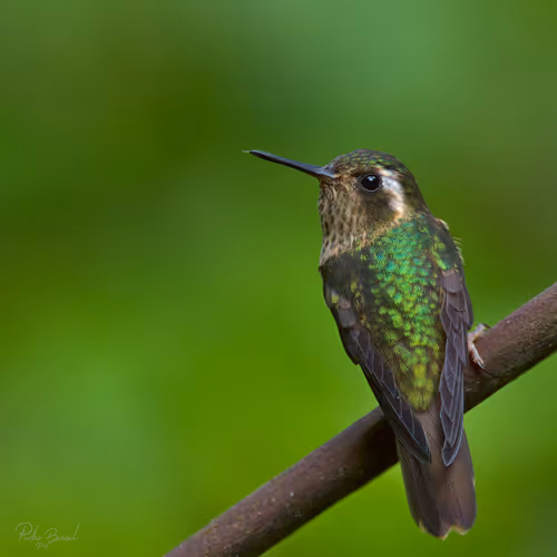 Item #76723362783280478533997952640177478162370392864243199552253501710708399669249 Media