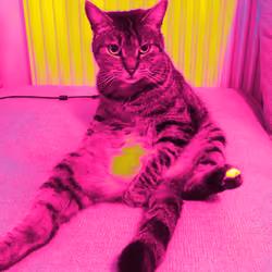 Cat with dignity